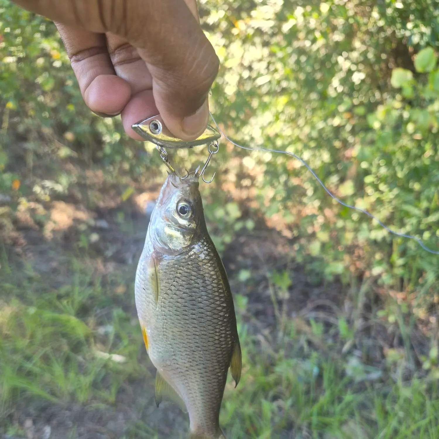 Golden shiner caught on Fishbrain