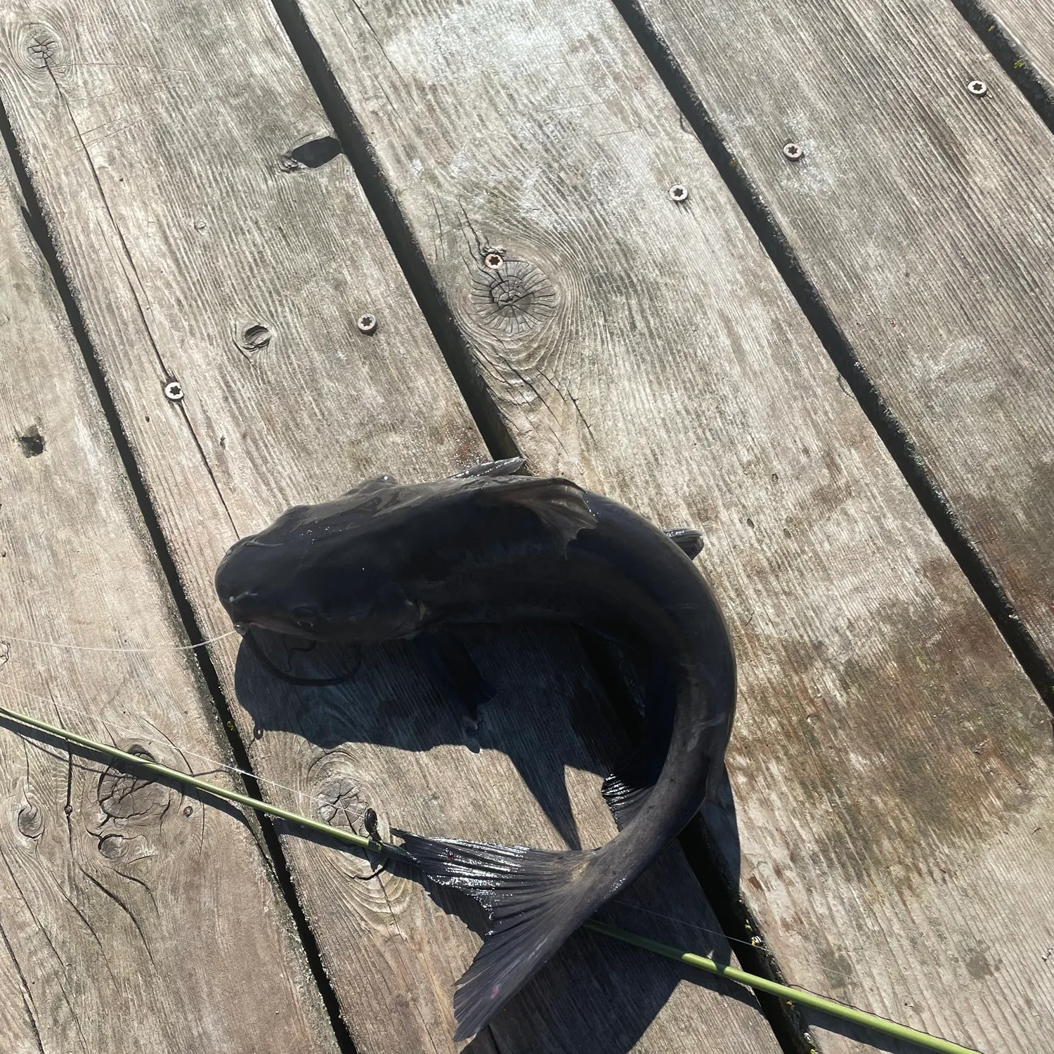 Channel catfish caught on Fishbrain