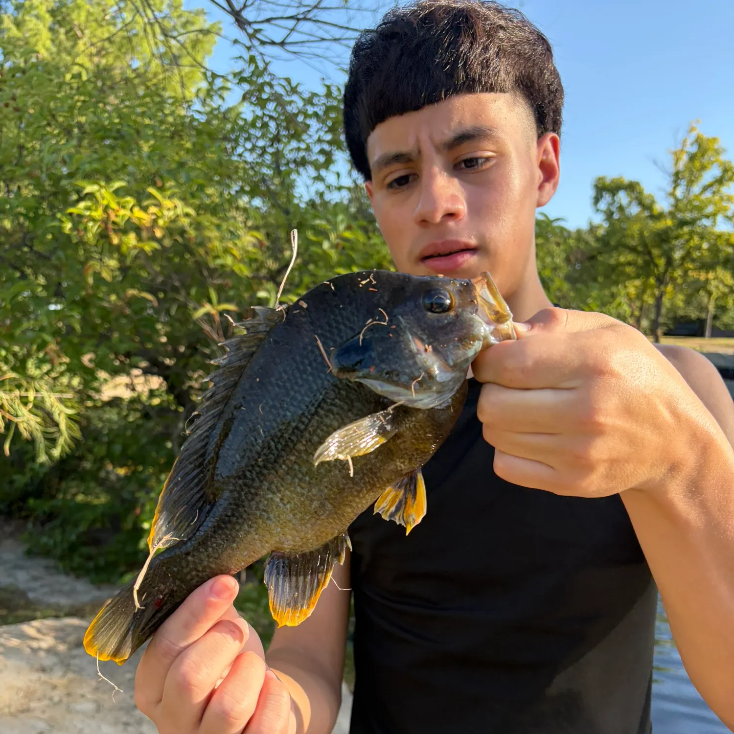 Greengill hybrid caught on Fishbrain