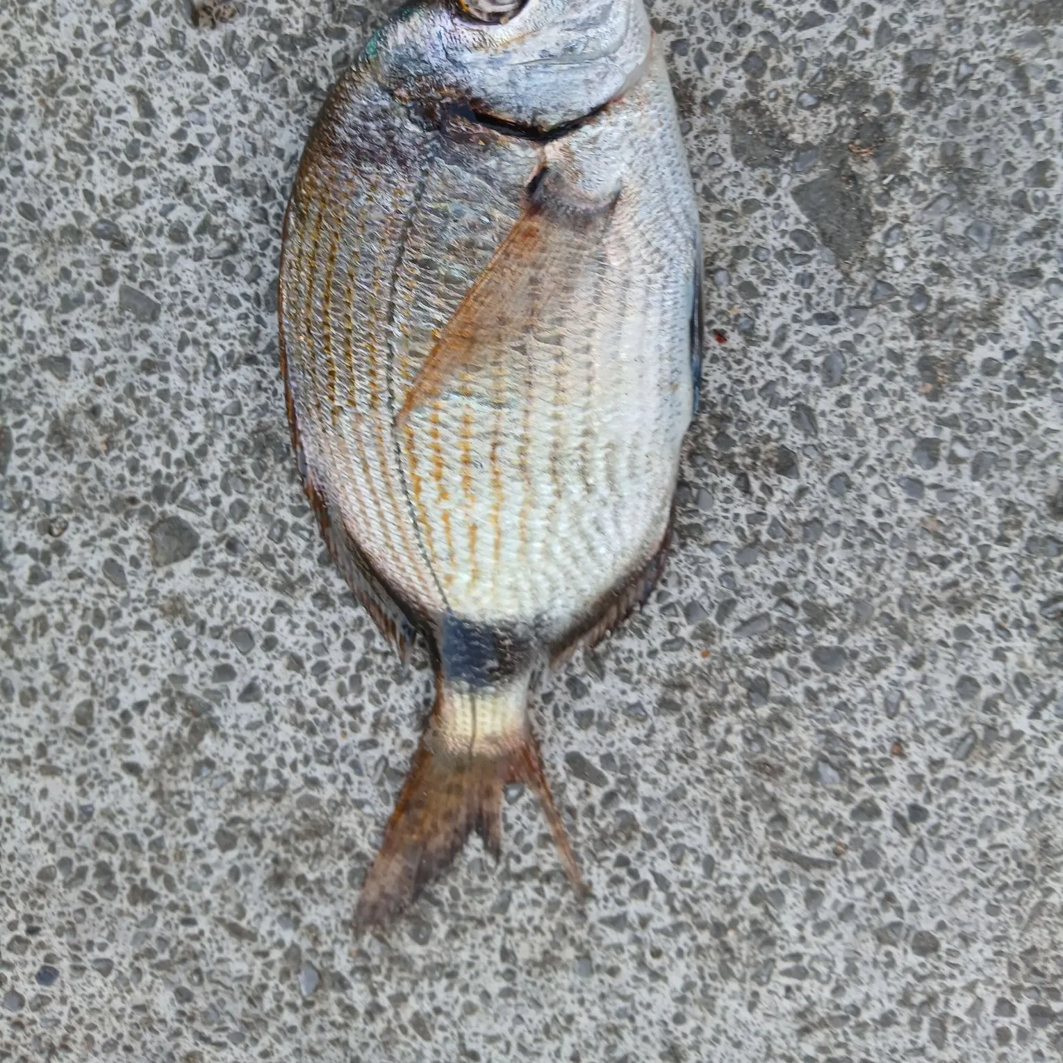 Spottail seabream caught on Fishbrain