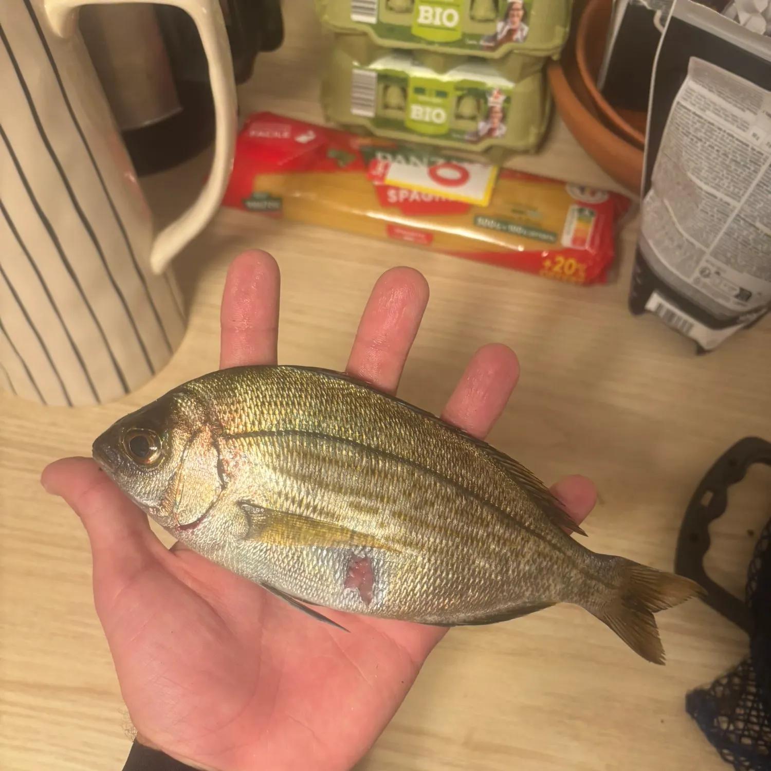 The most recent White seabream catches on Fishbrain