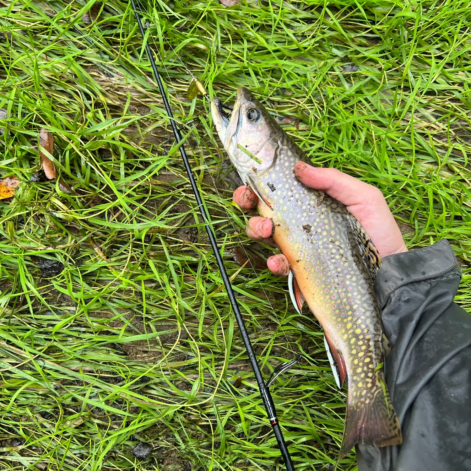 Brook trout caught on Fishbrain