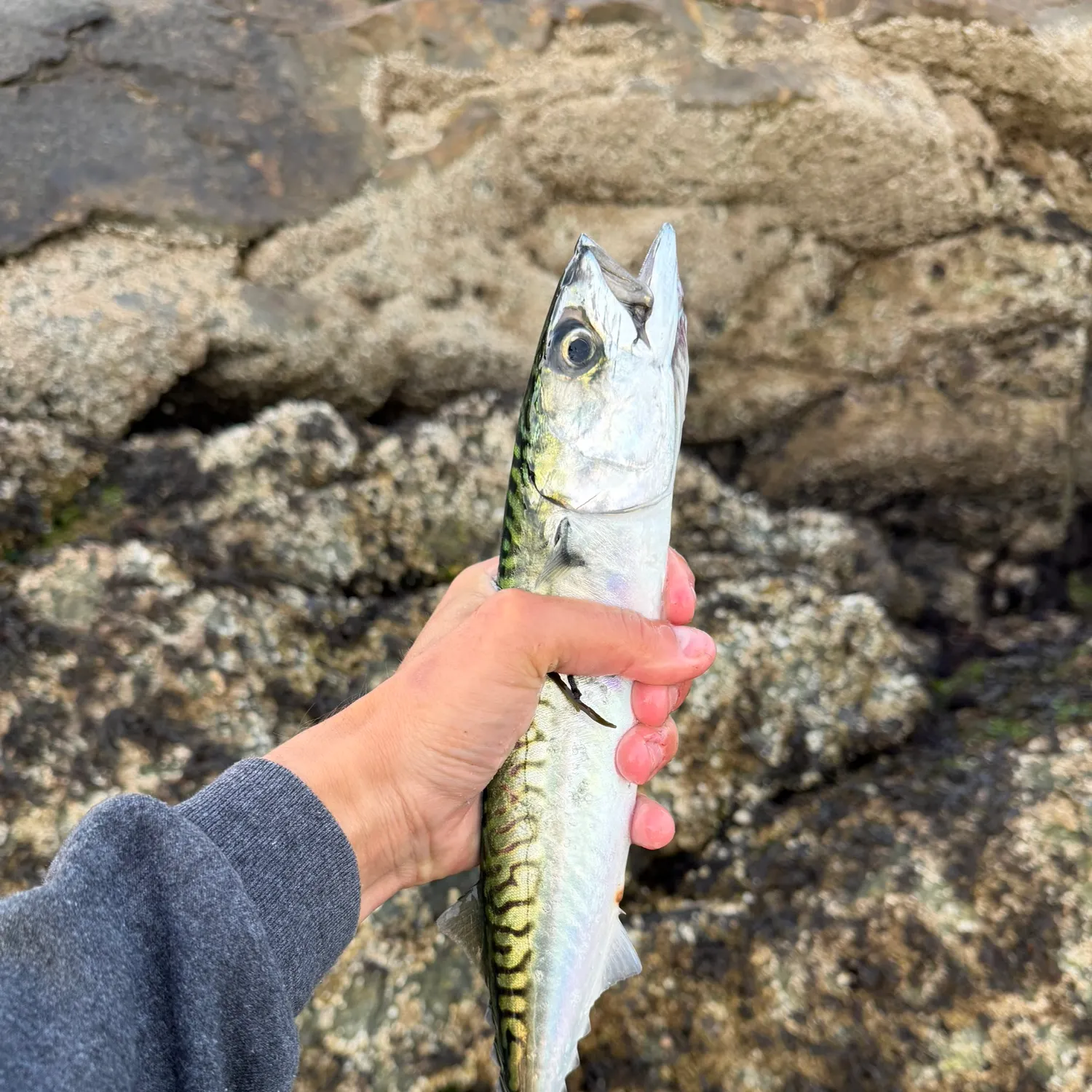 Atlantic mackerel caught on Fishbrain