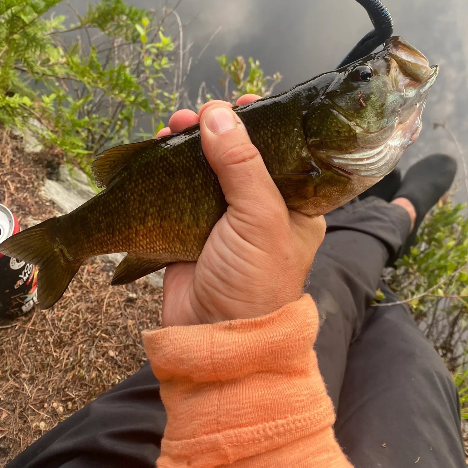 Smallmouth bass caught on Fishbrain