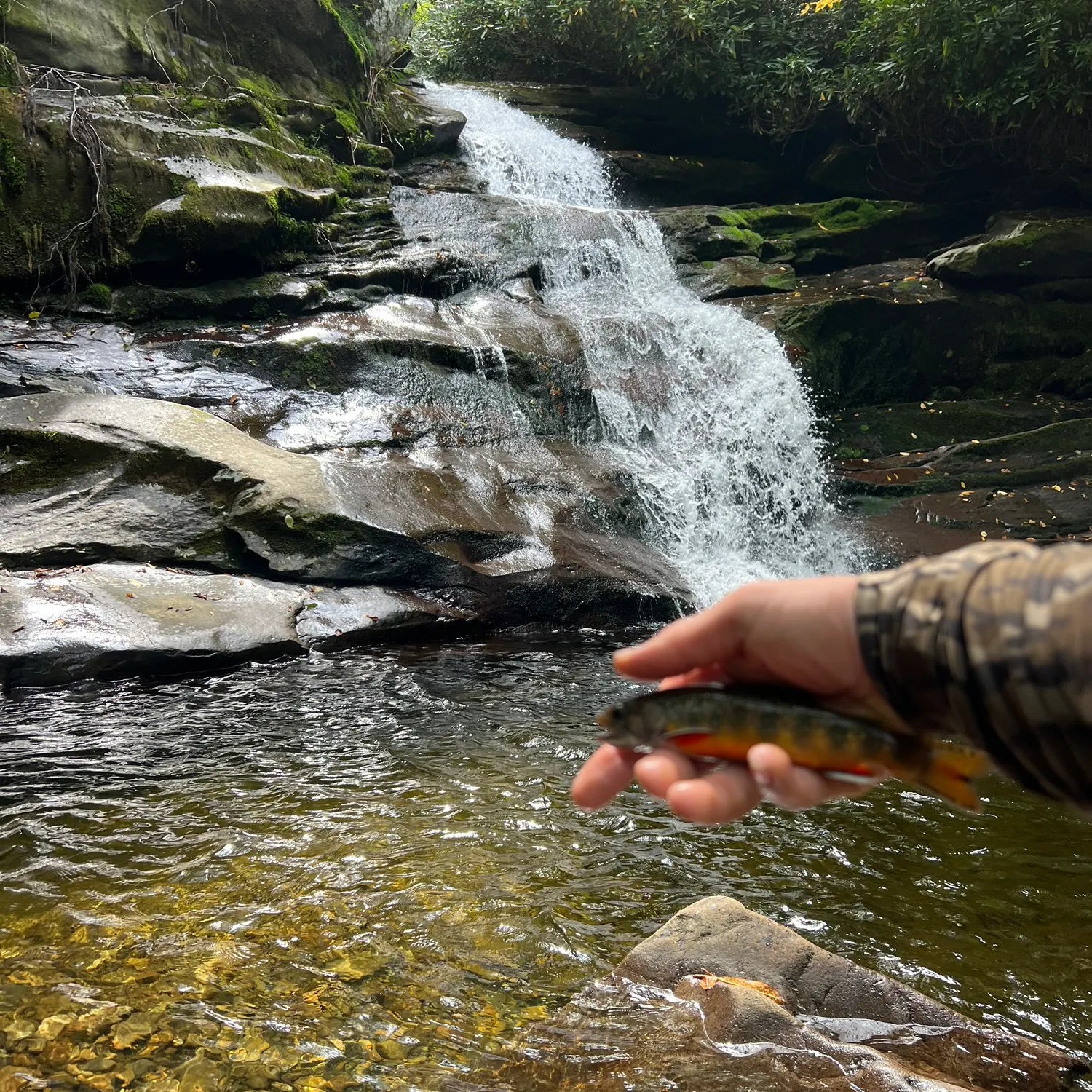 Brook trout caught on Fishbrain