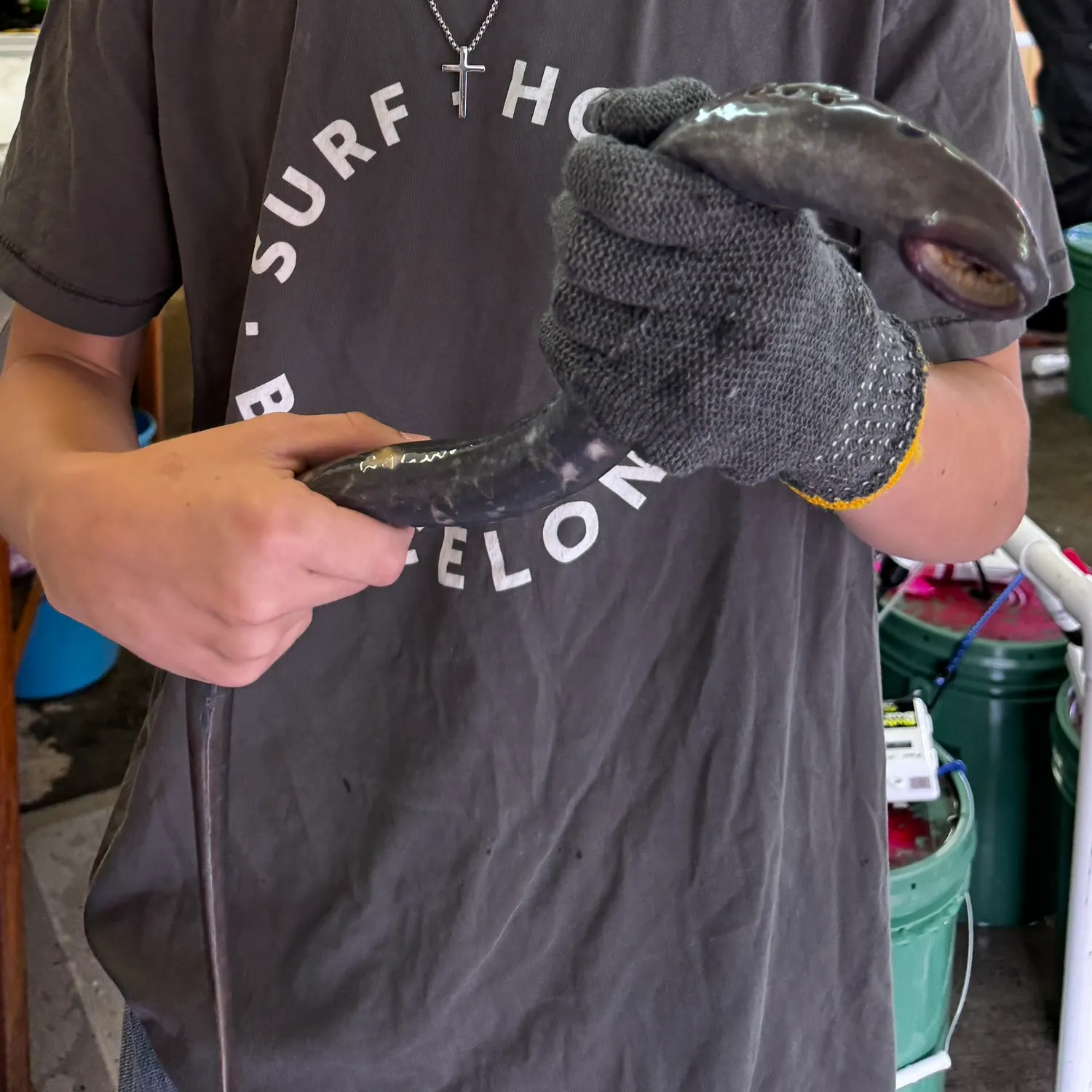 The most recent Pacific lamprey catches on Fishbrain