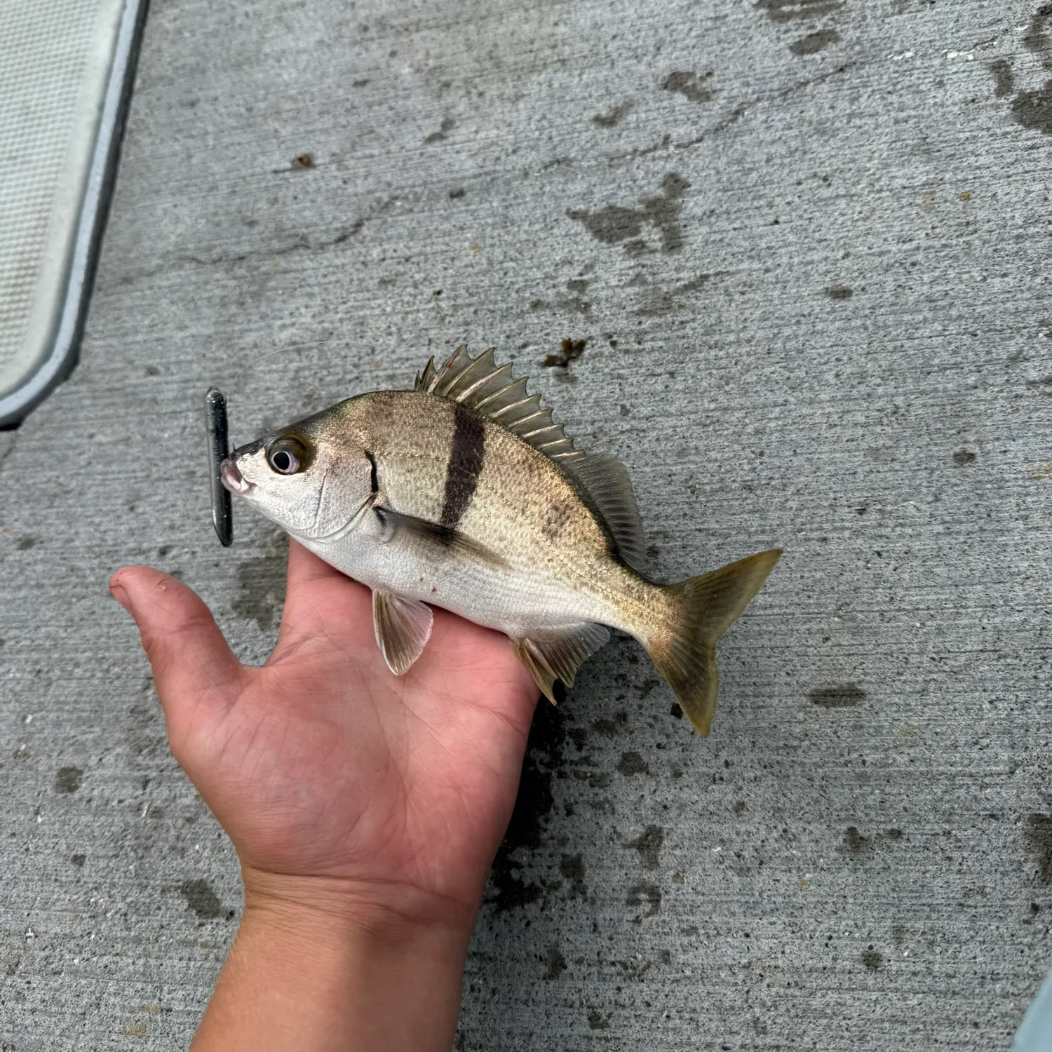 The most recent Sargo catches on Fishbrain