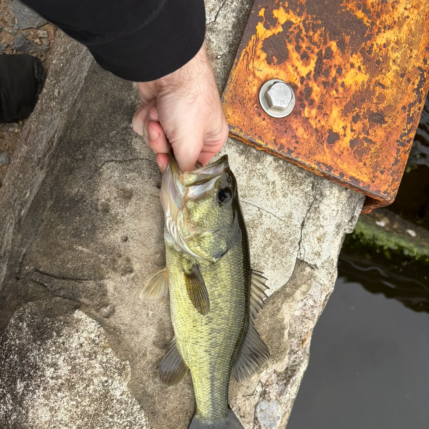 Largemouth bass caught on Fishbrain