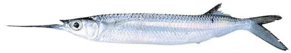 Three-by-two garfish
