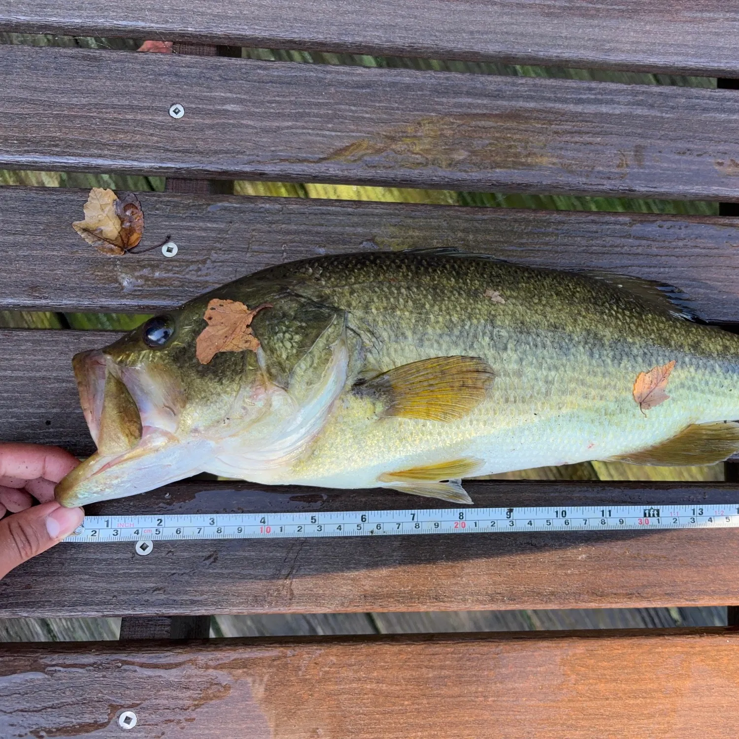 Largemouth bass caught on Fishbrain