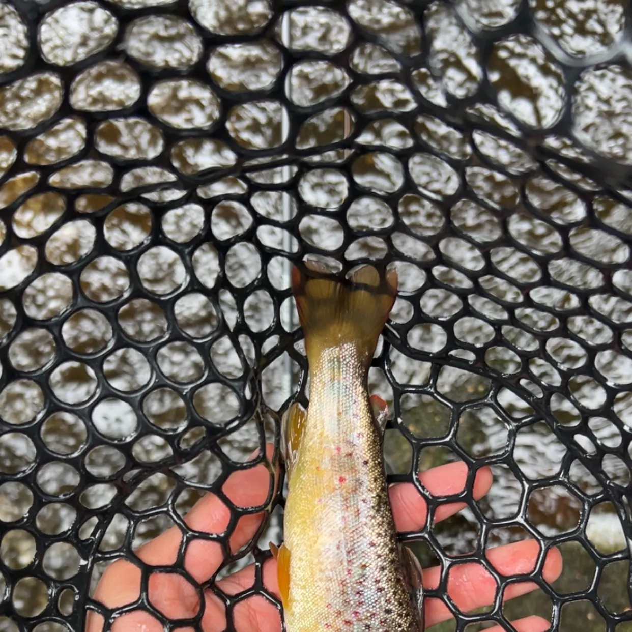 The most recent Brown trout catches on Fishbrain