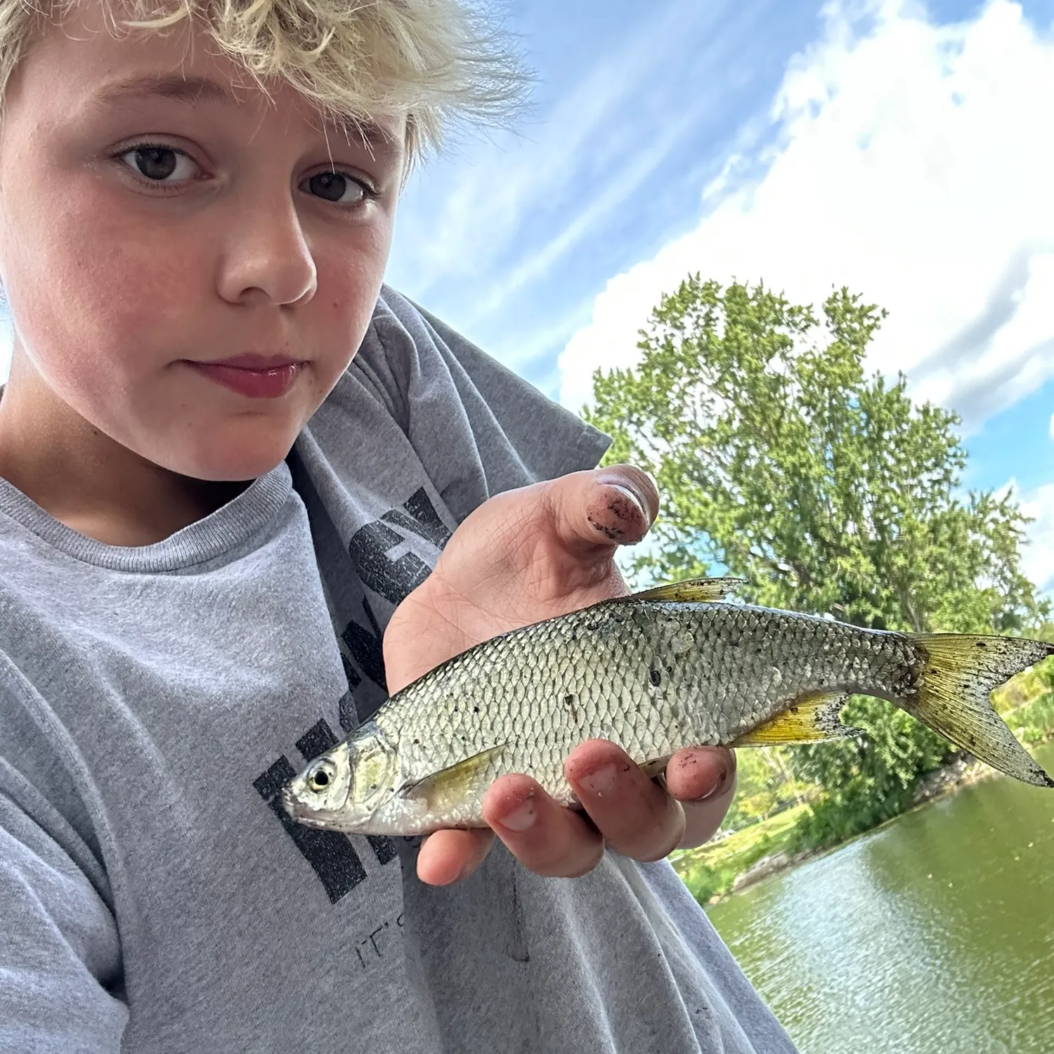 Golden shiner caught on Fishbrain