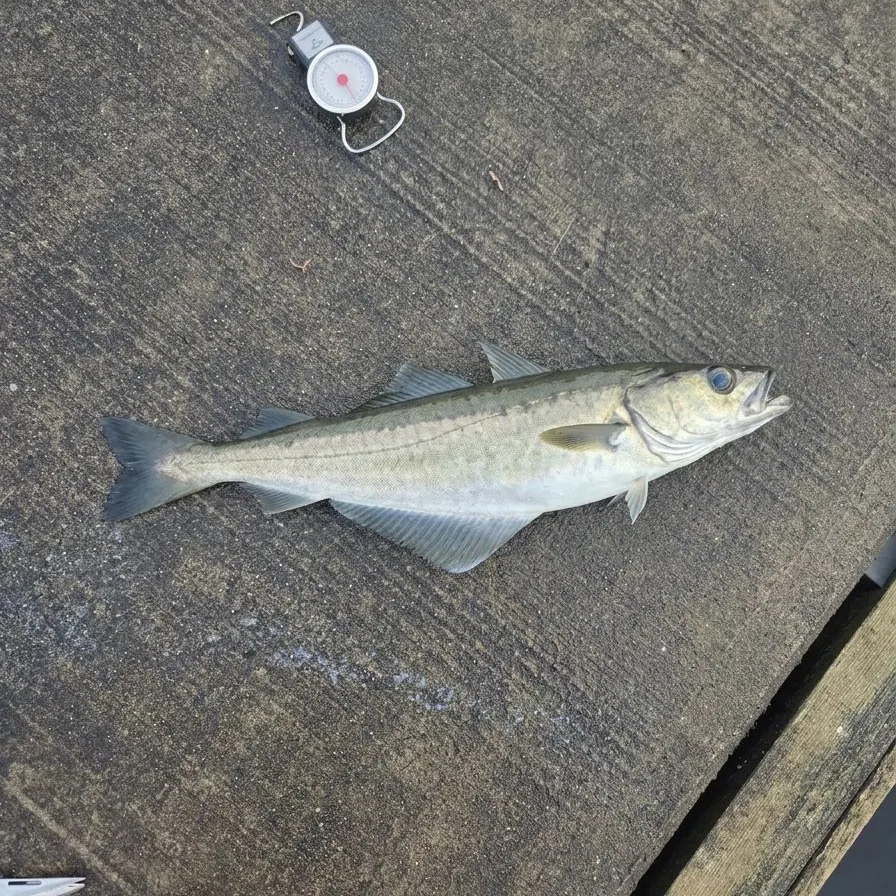 Pollack caught on Fishbrain