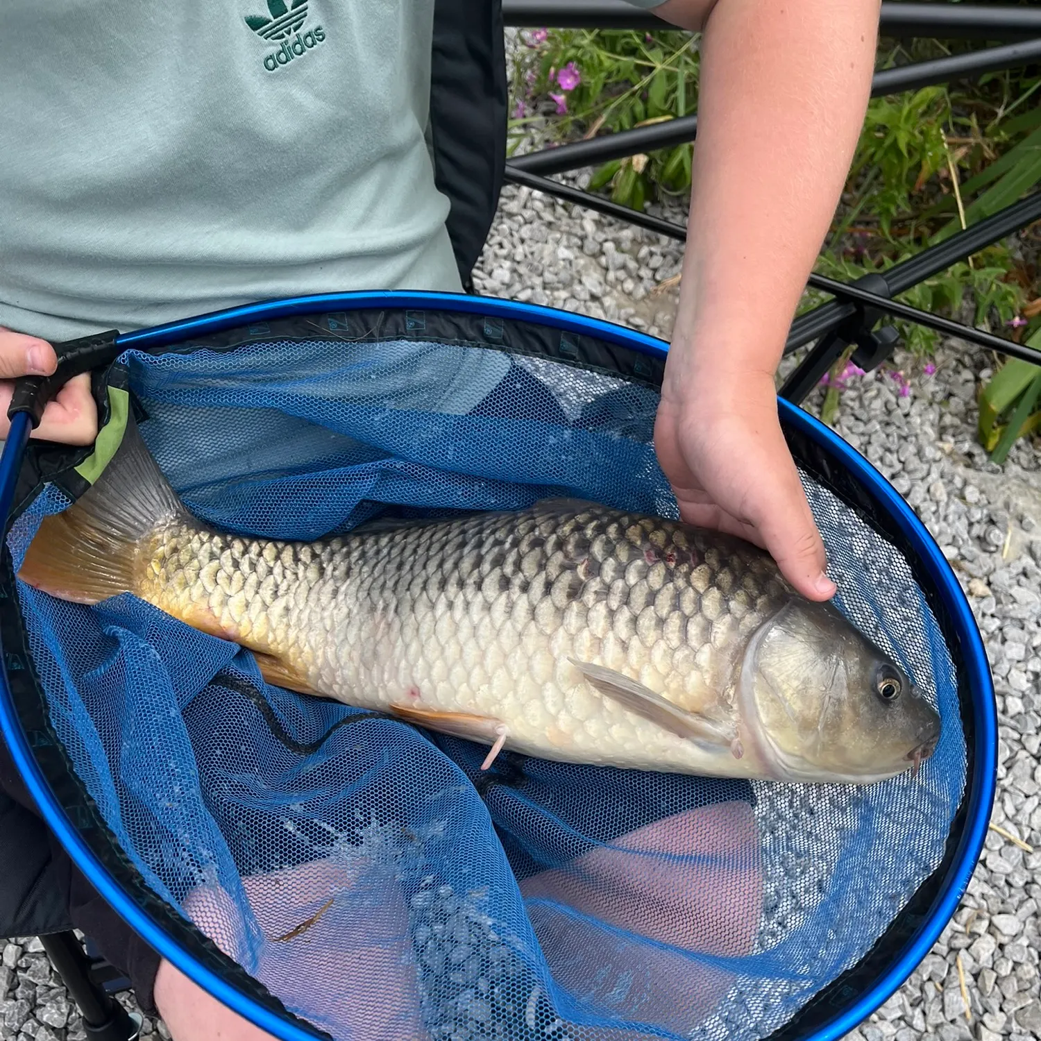Common carp caught on Fishbrain