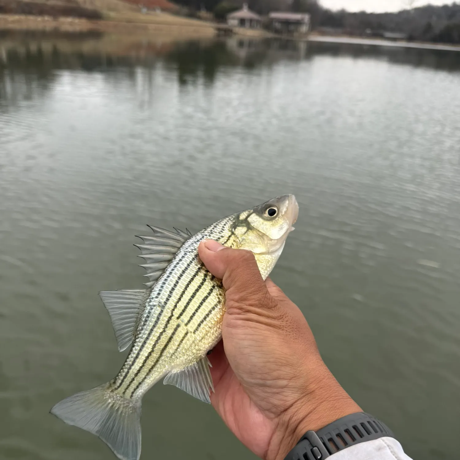The most recent Yellow bass catches on Fishbrain