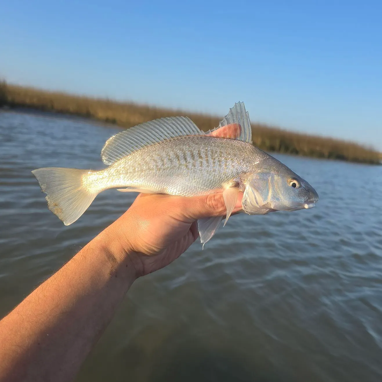 The most recent Atlantic croaker catches on Fishbrain