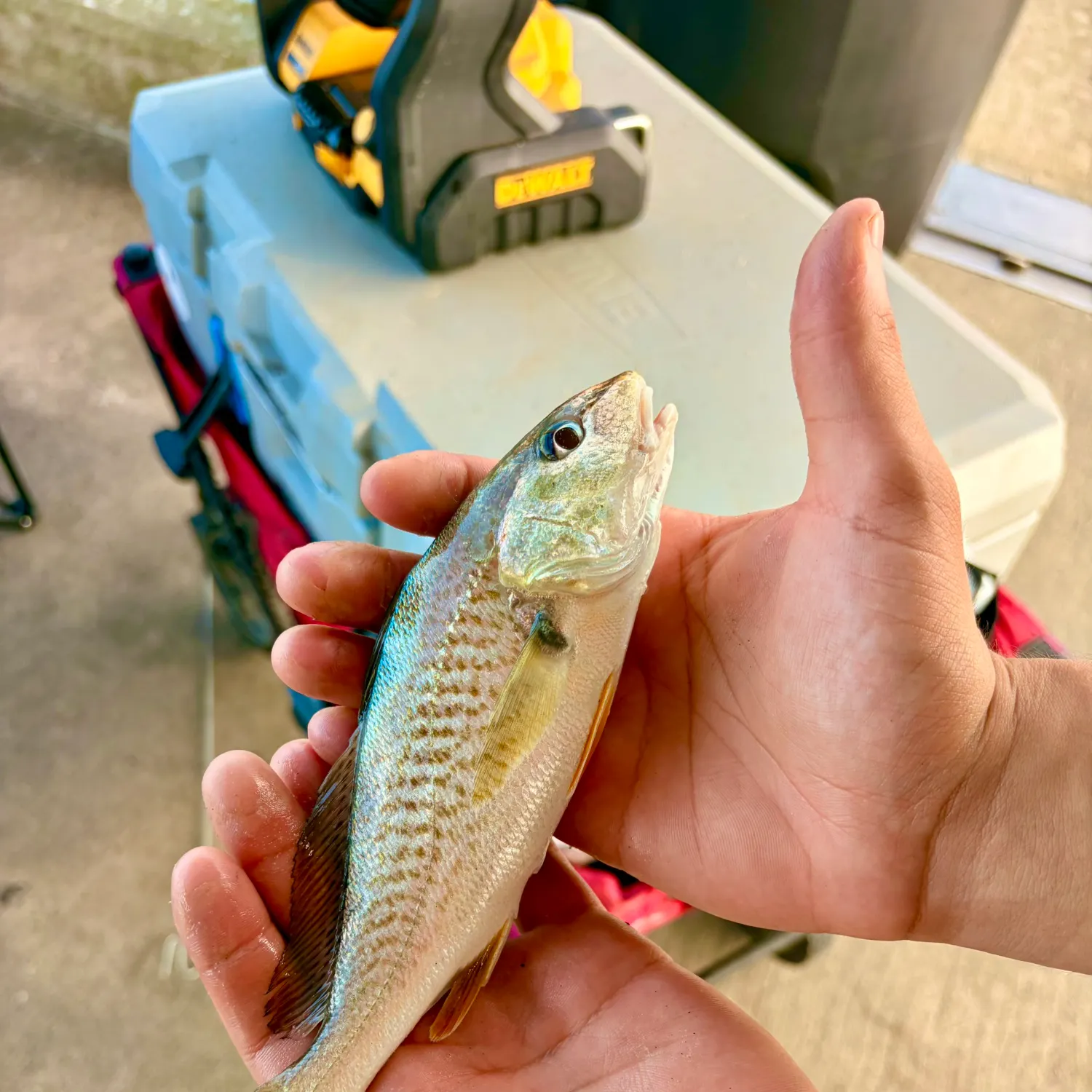 catch