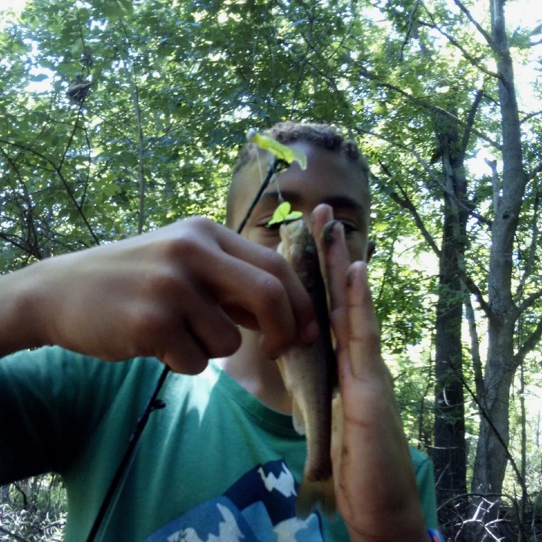 Creek chub caught on Fishbrain