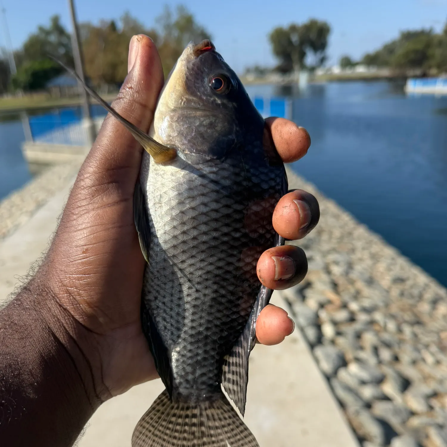 Blue tilapia caught on Fishbrain