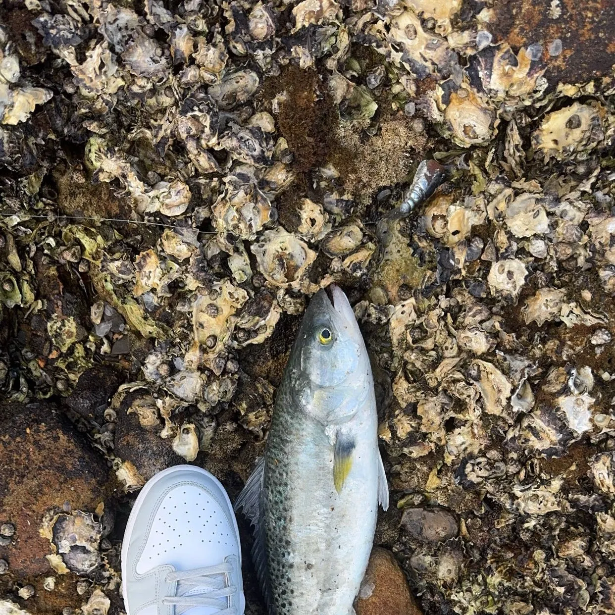 The most recent Eastern Australian salmon catches on Fishbrain