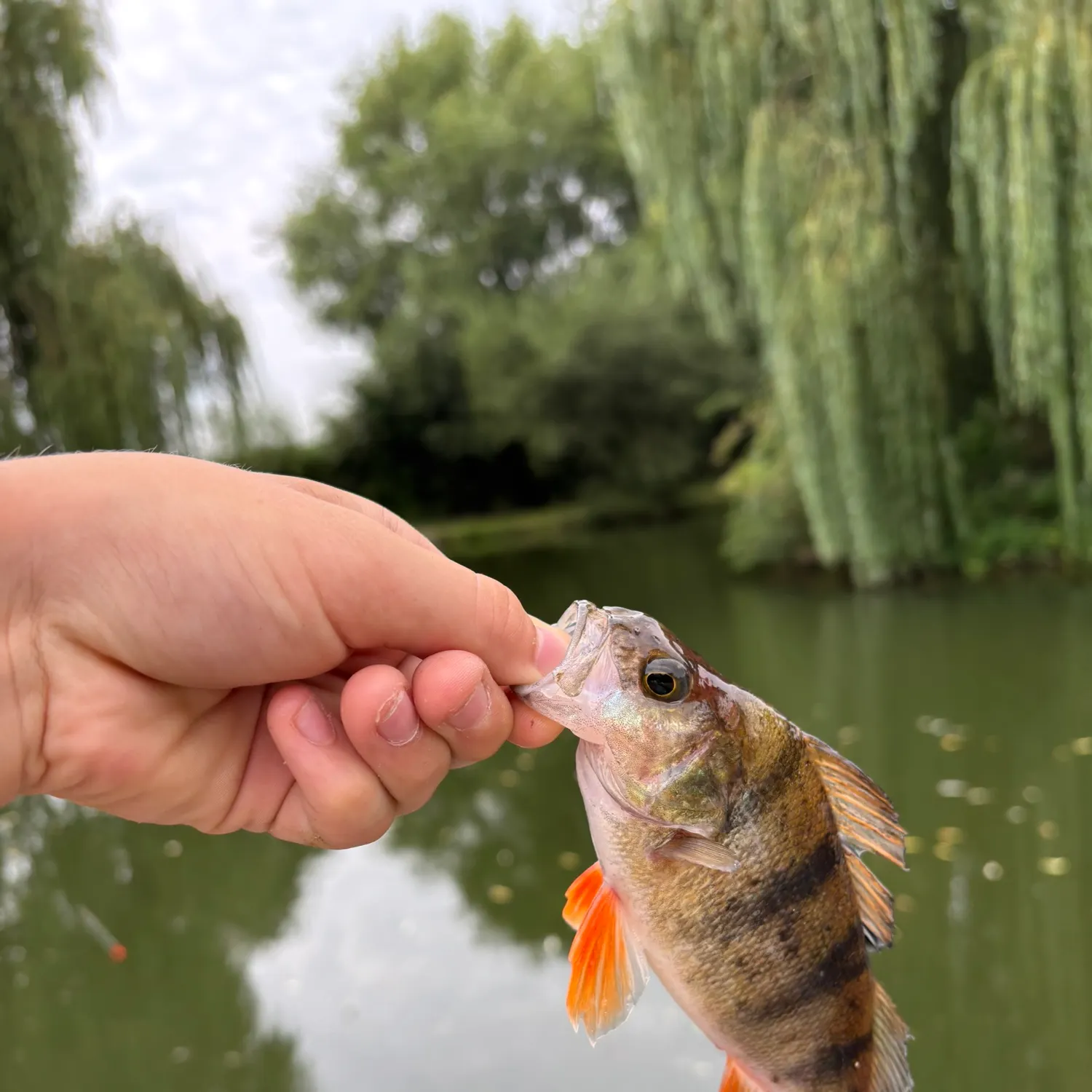 European perch caught on Fishbrain