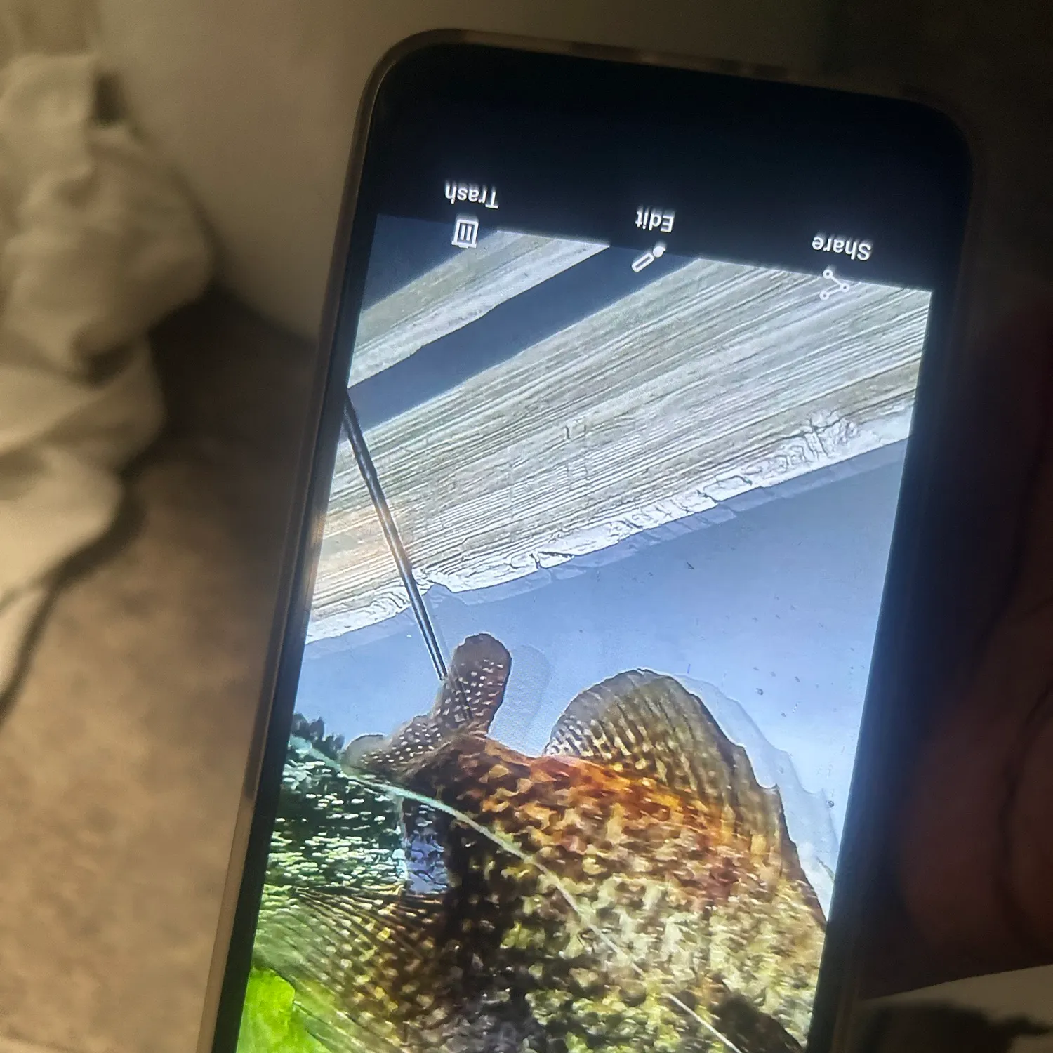 Fish caught on Fishbrain