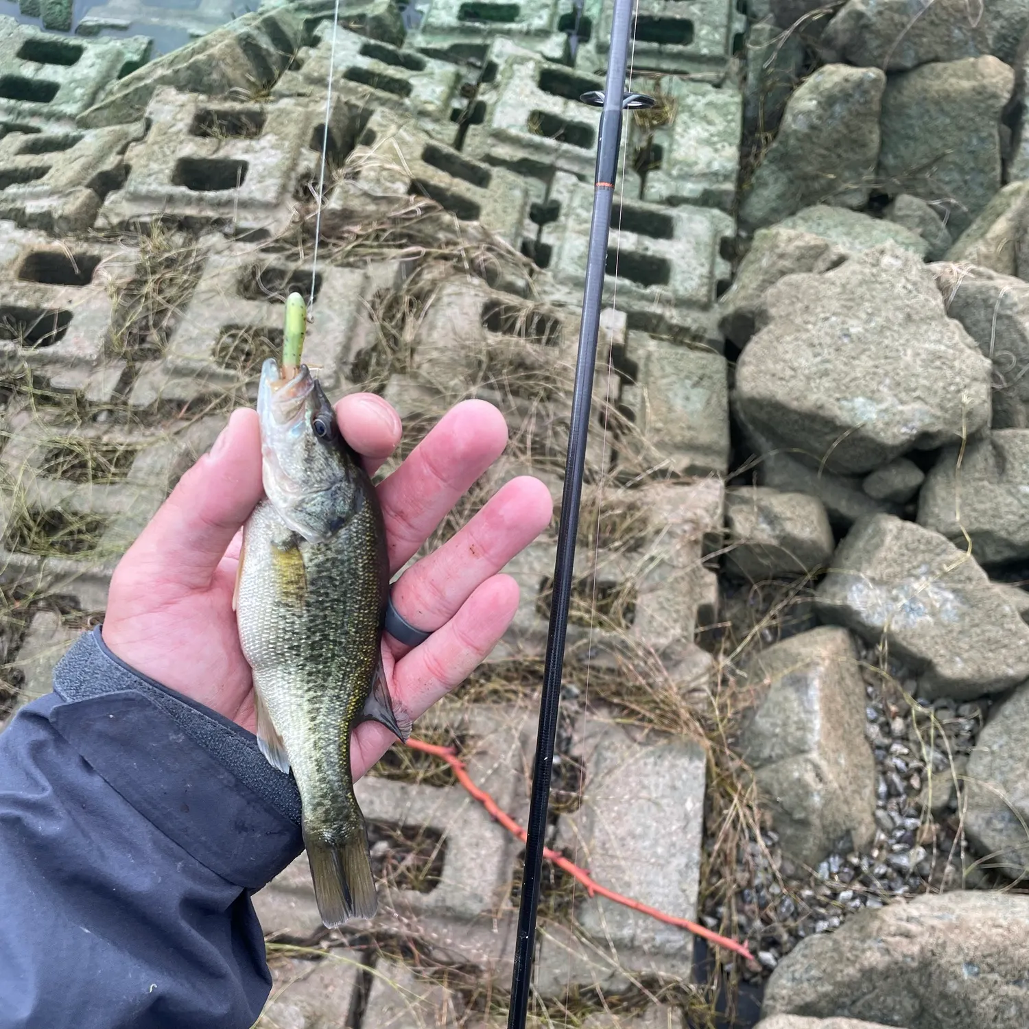 Largemouth bass caught on Fishbrain