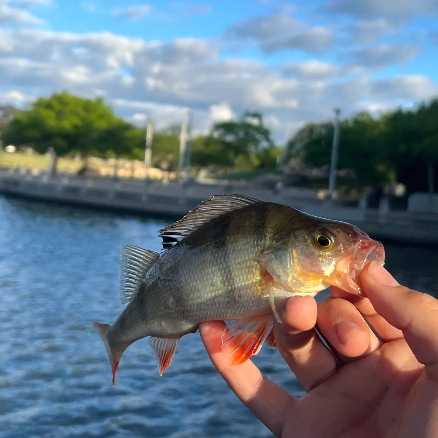 catch