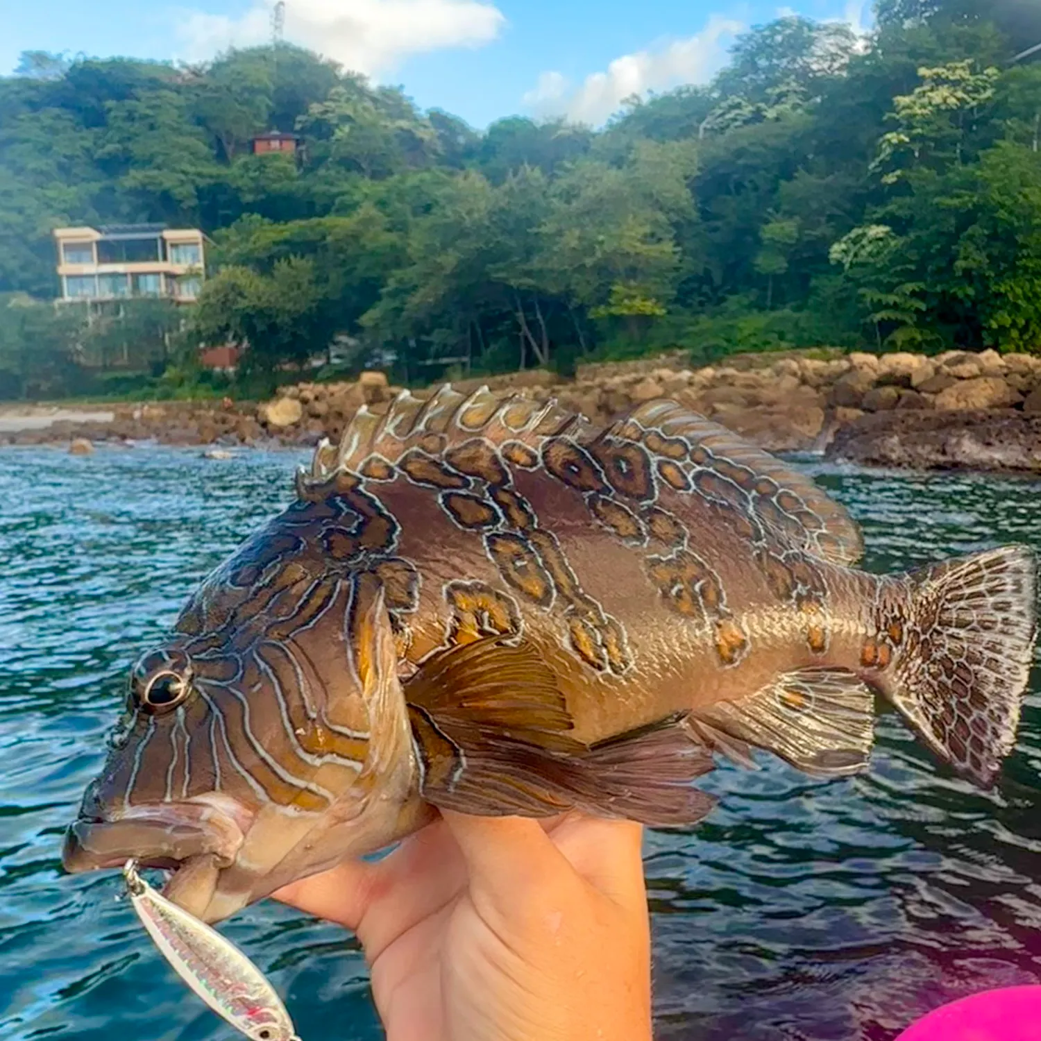 The most recent Giant hawkfish catches on Fishbrain