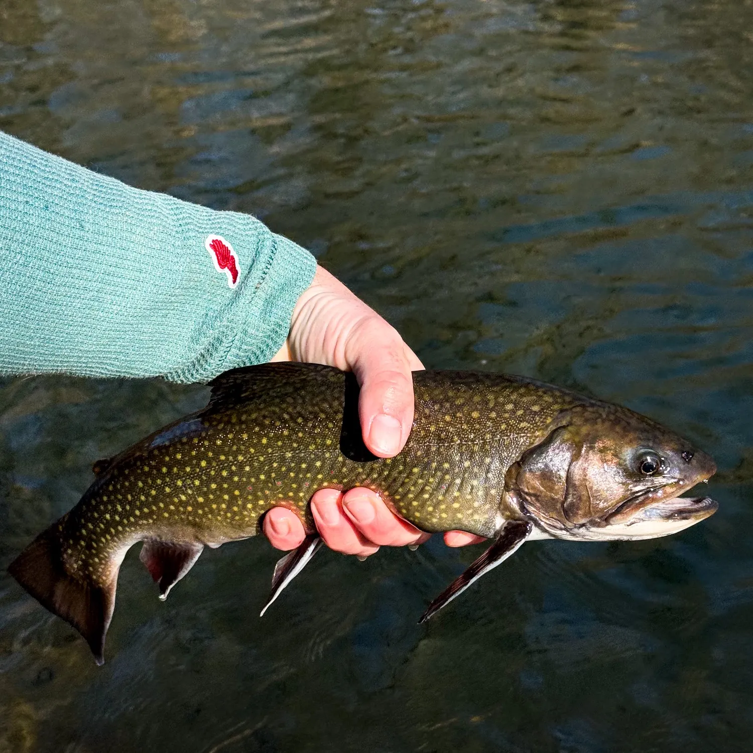 The most recent Brook trout catches on Fishbrain