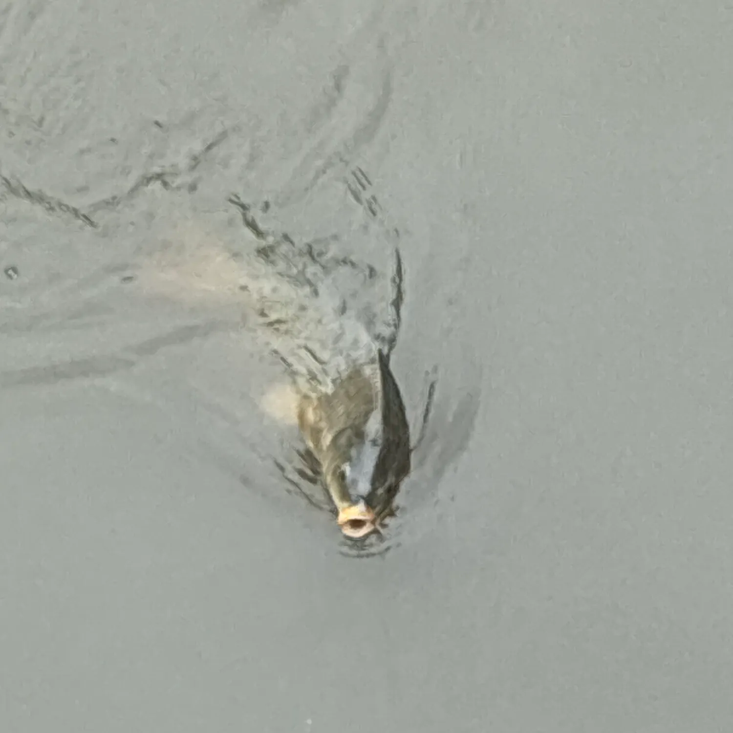 Common carp caught on Fishbrain