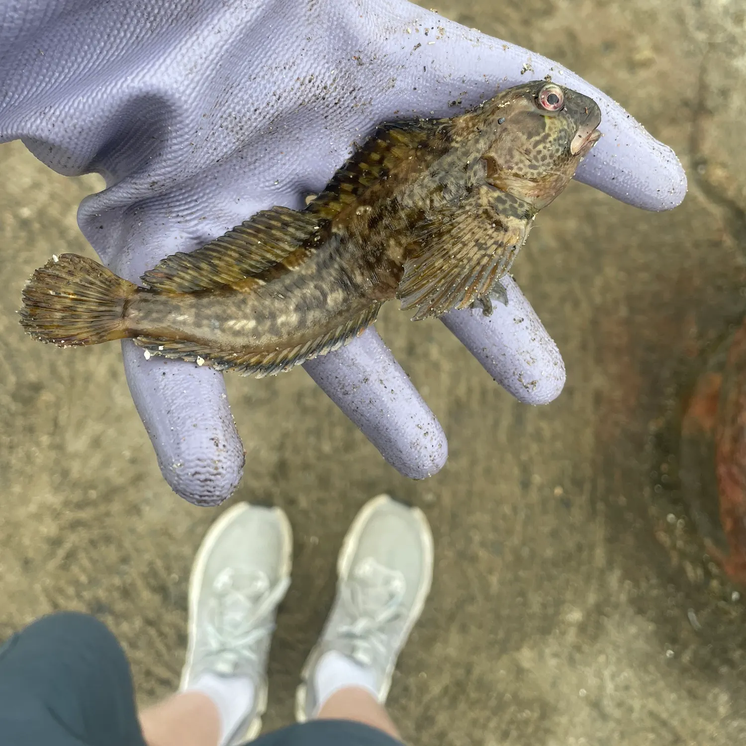 The most recent Three-bearded rockling catches on Fishbrain