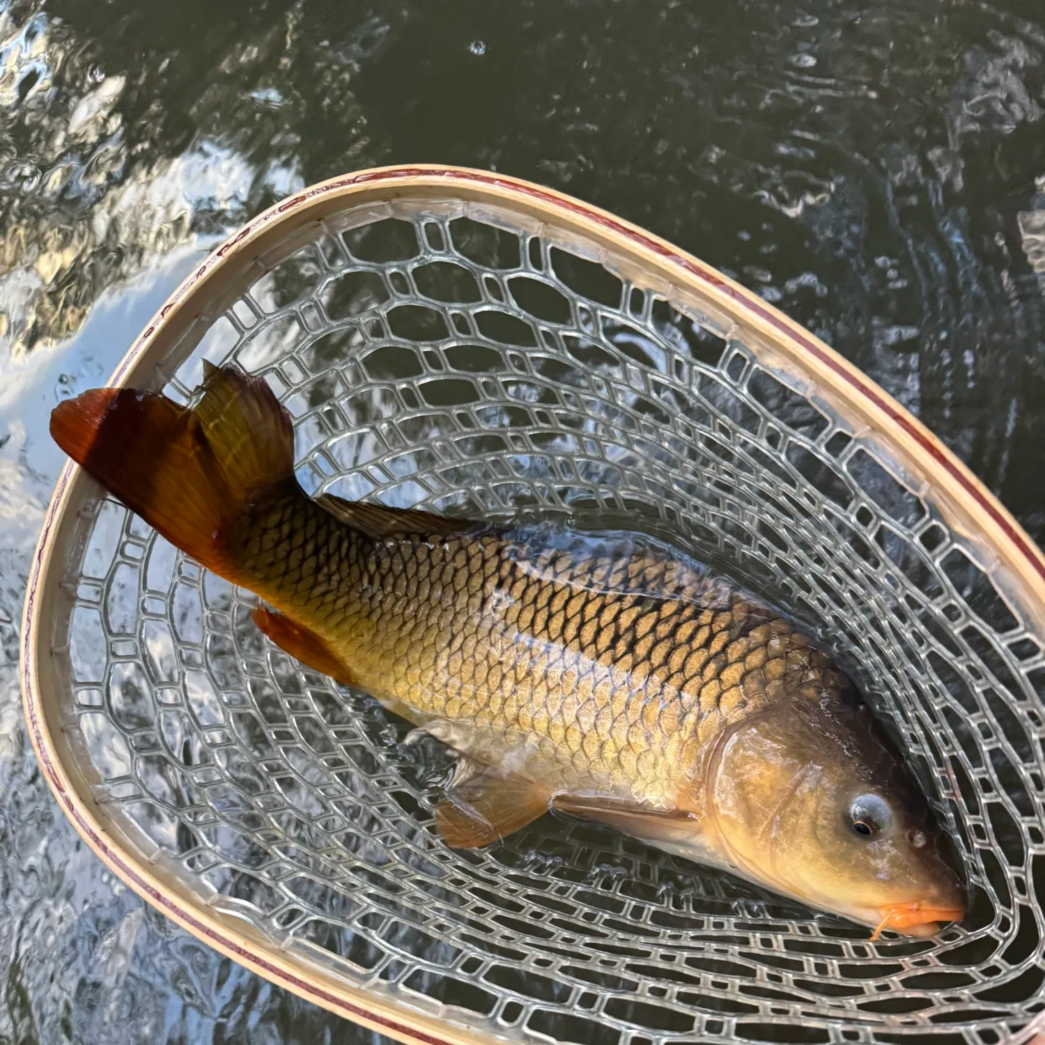 Common carp caught on Fishbrain
