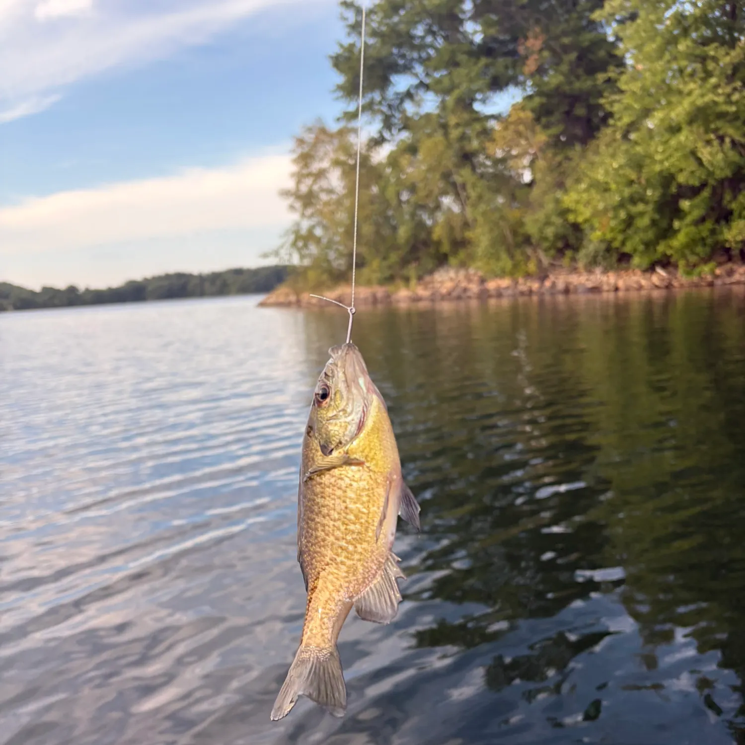 Bluegill caught on Fishbrain