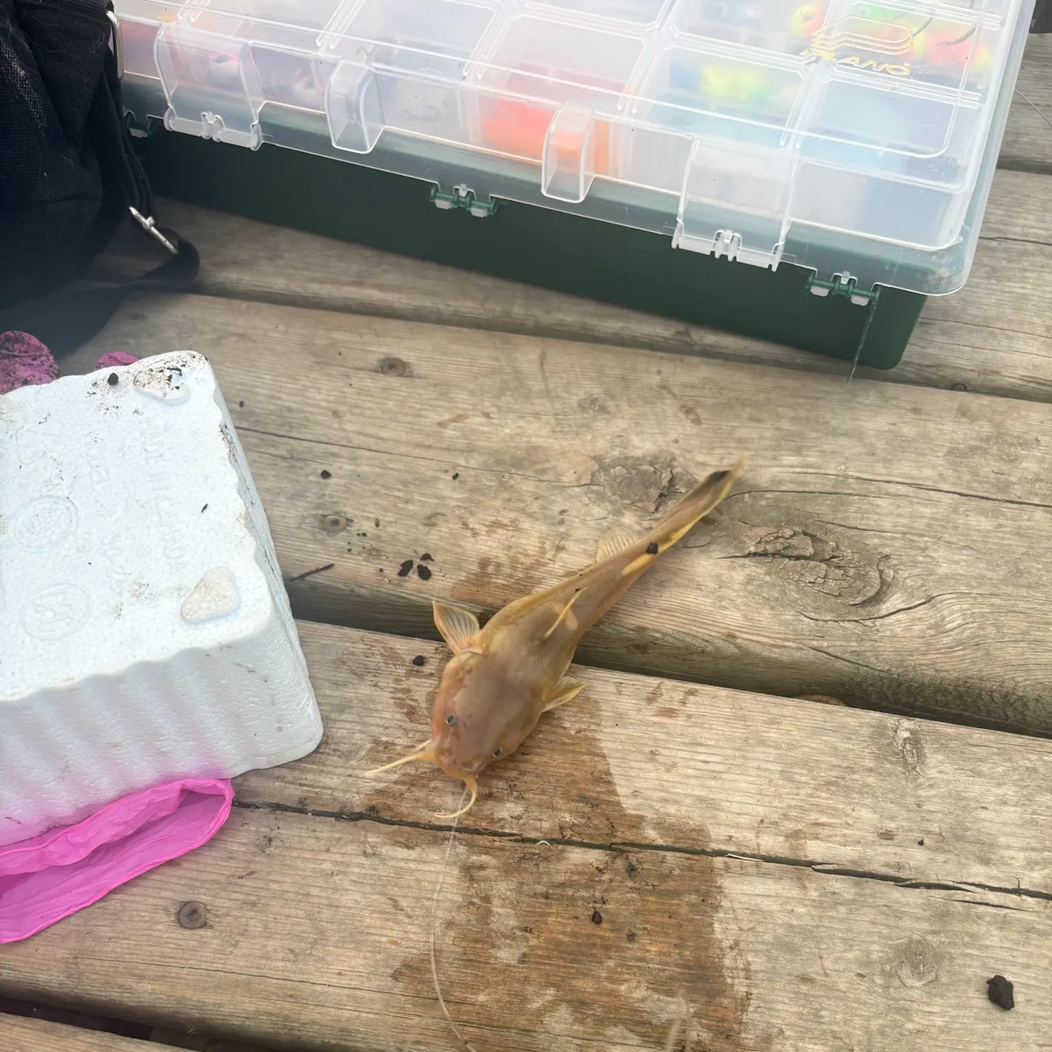The most recent Stonecat catches on Fishbrain