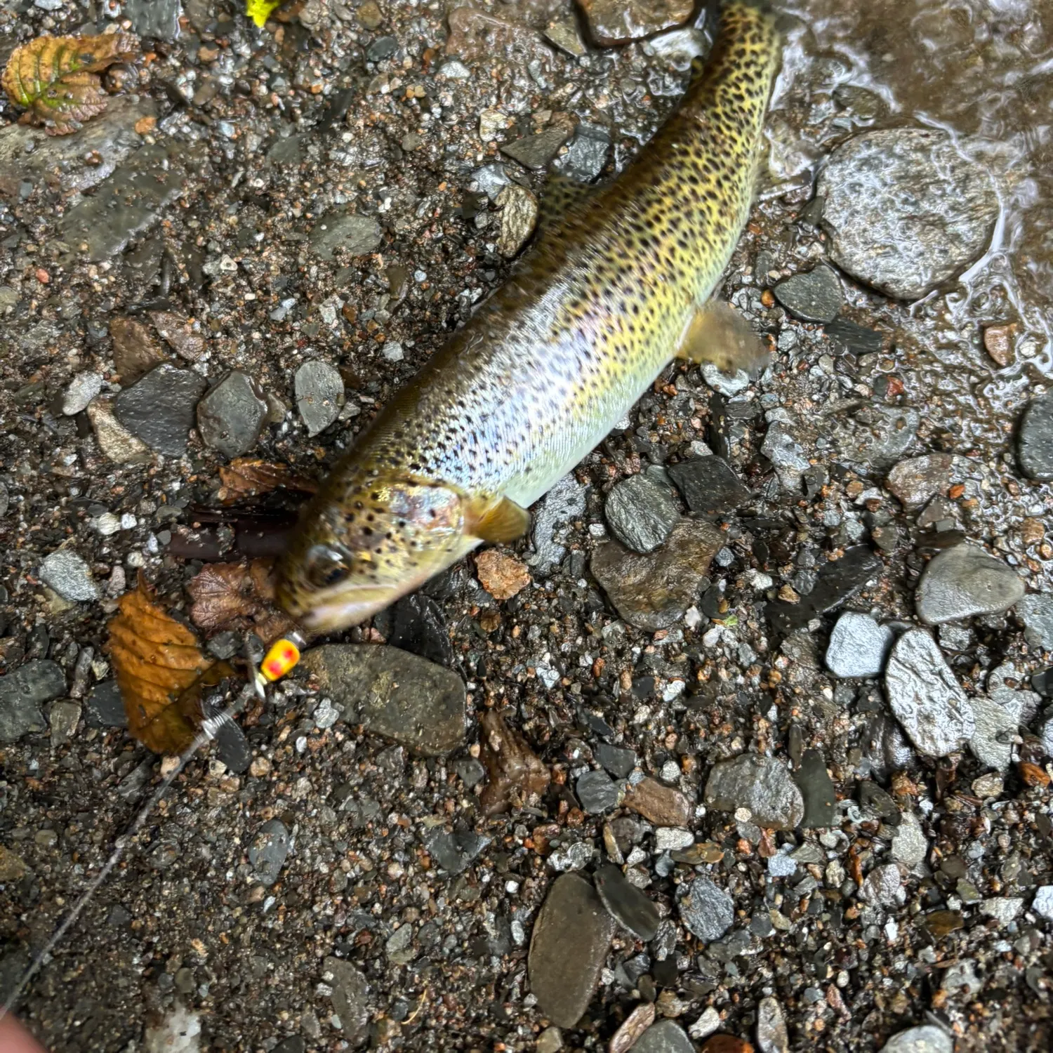 Coastal cutthroat trout caught on Fishbrain