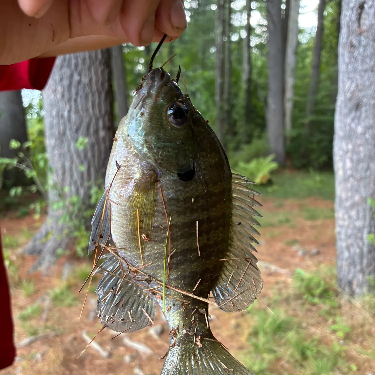 Bluegill caught on Fishbrain