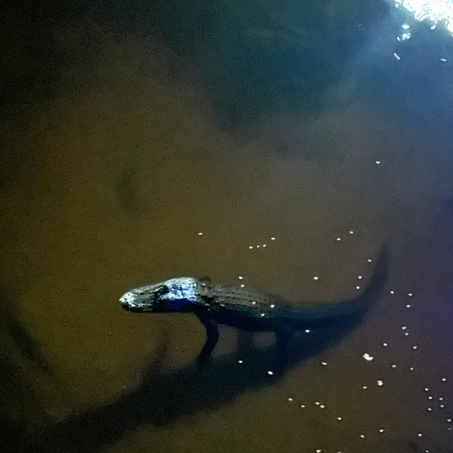 The most recent Alligator x longnose gar catches on Fishbrain