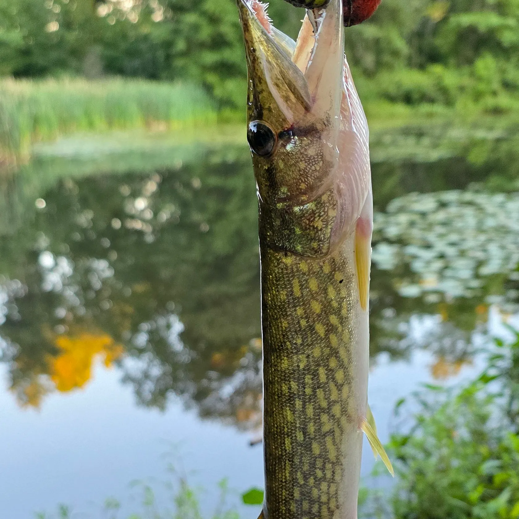 Chain pickerel caught on Fishbrain