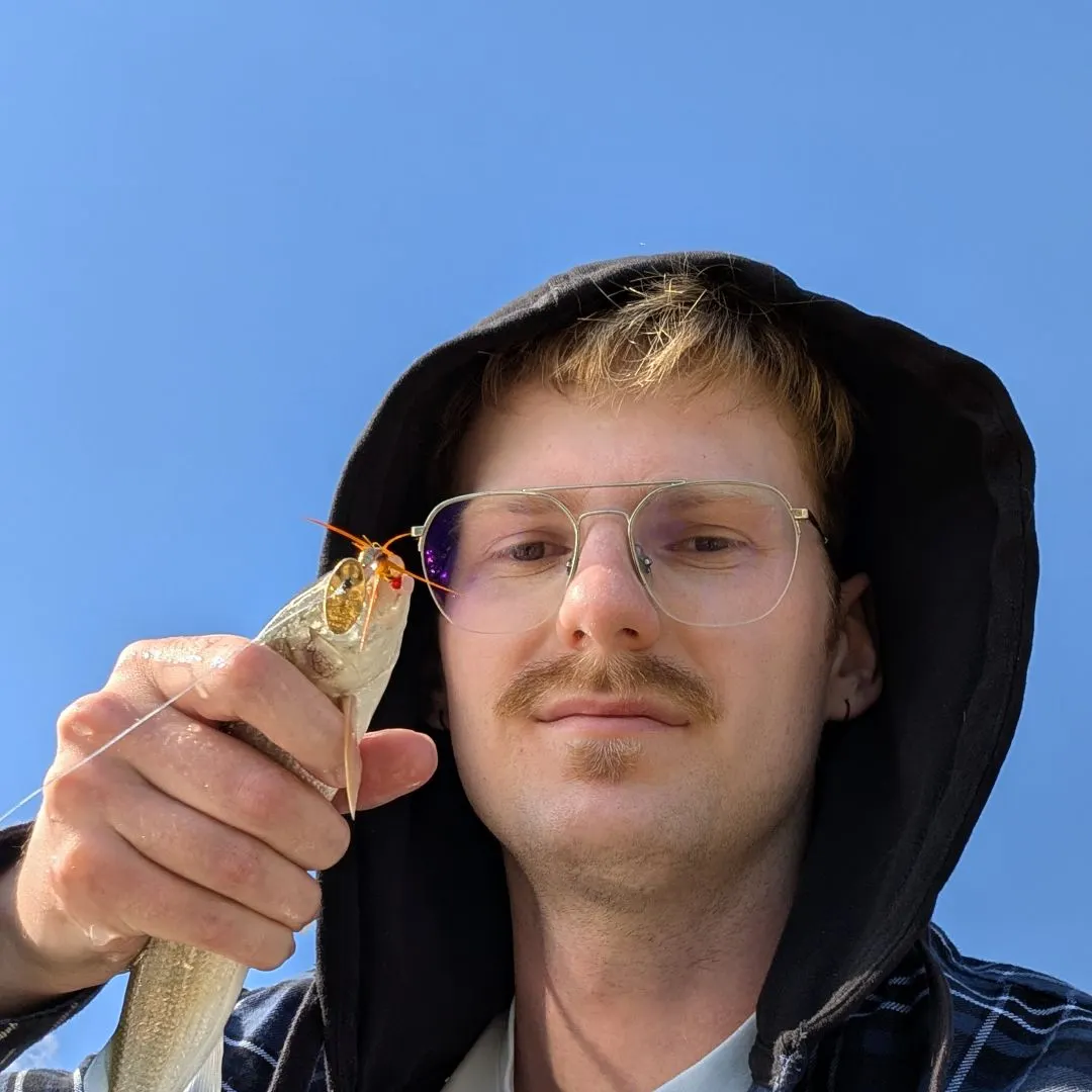Mountain whitefish caught on Fishbrain