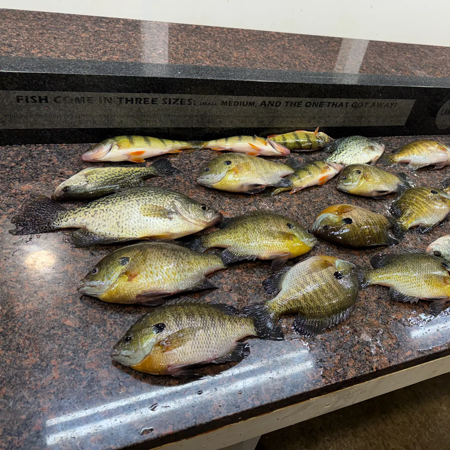 recently logged catches