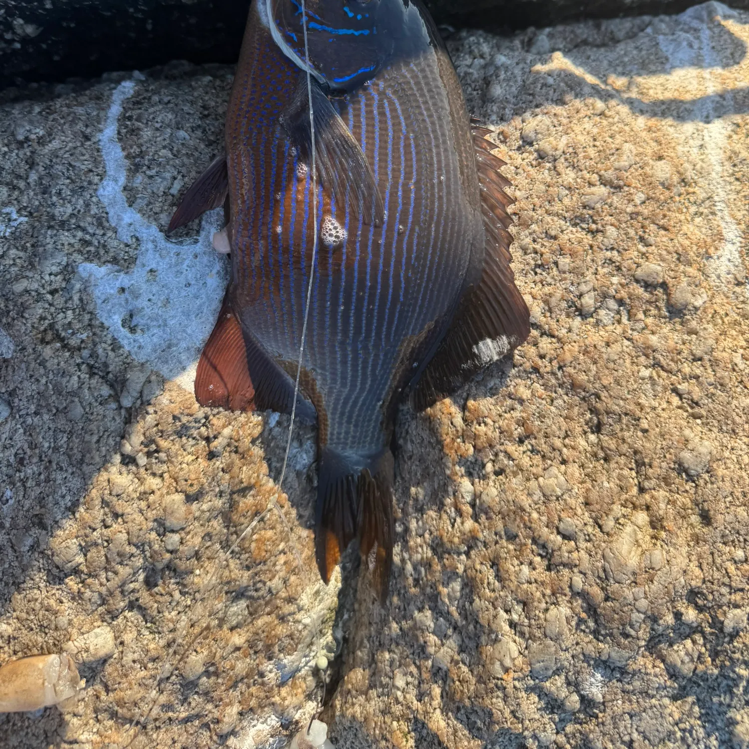 The most recent Striped seaperch catches on Fishbrain