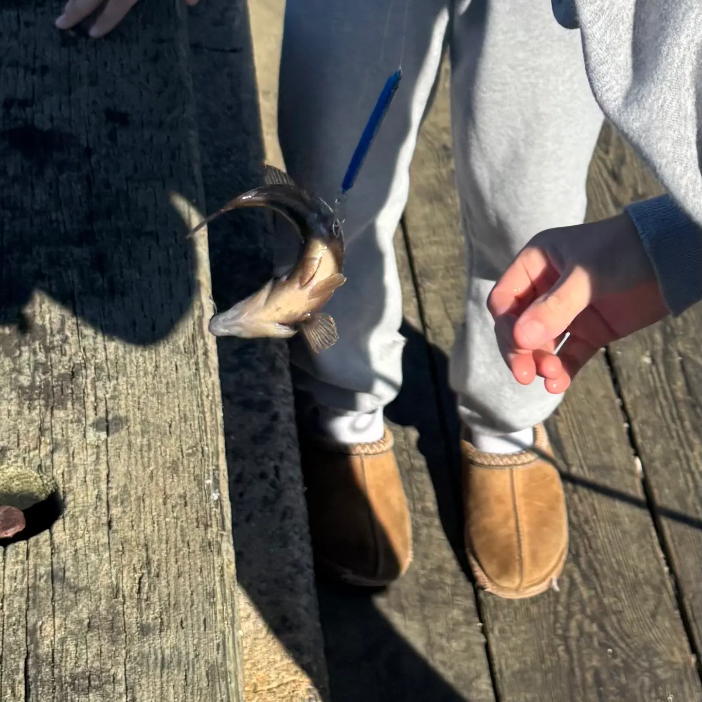 Cunner caught on Fishbrain