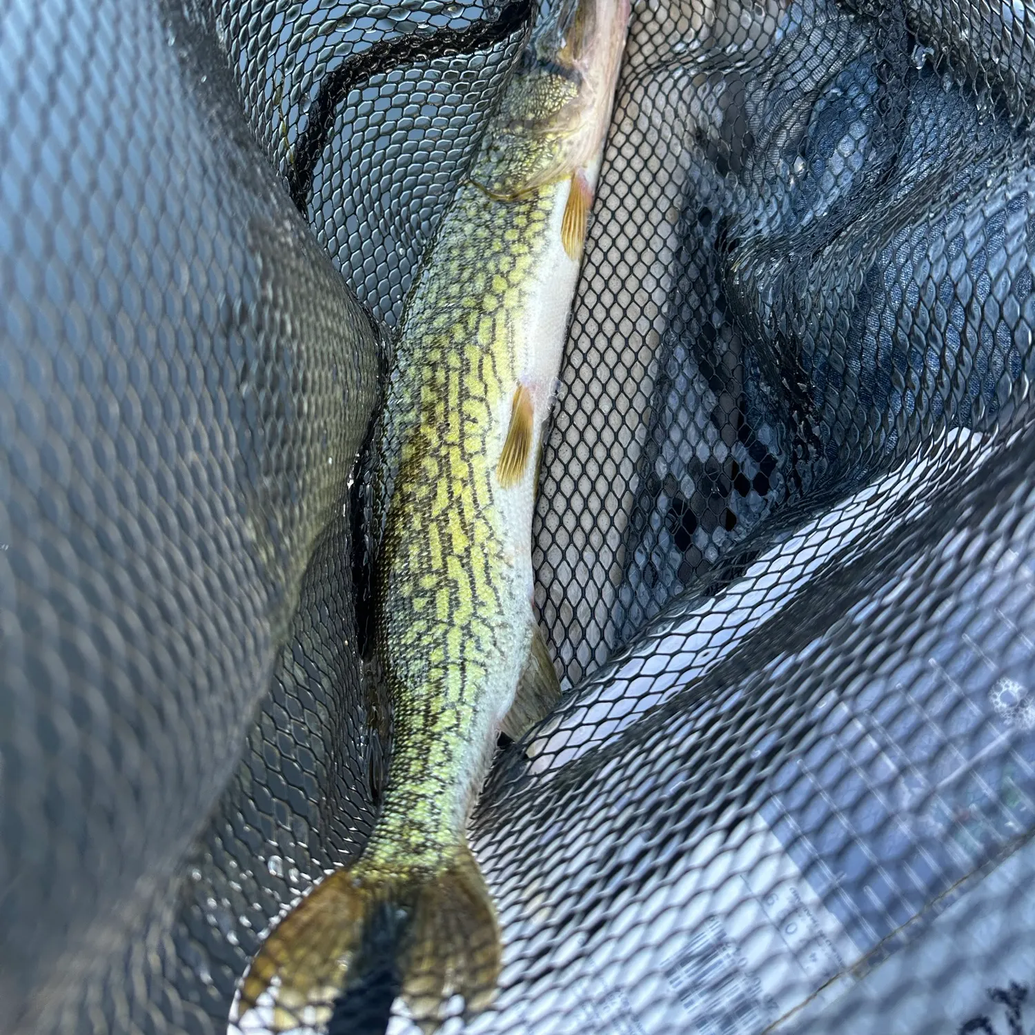Chain pickerel caught on Fishbrain