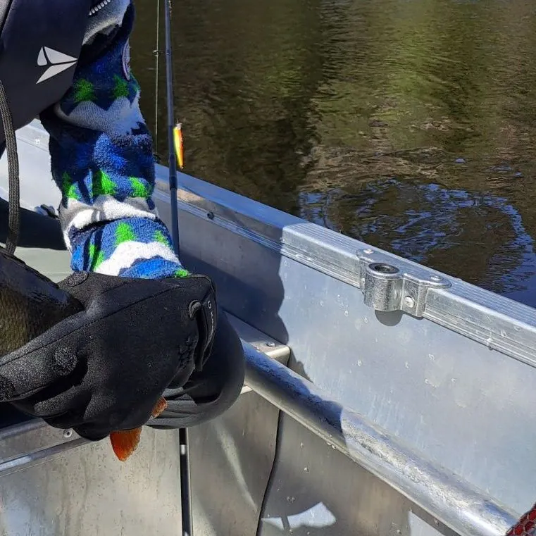 European perch caught on Fishbrain