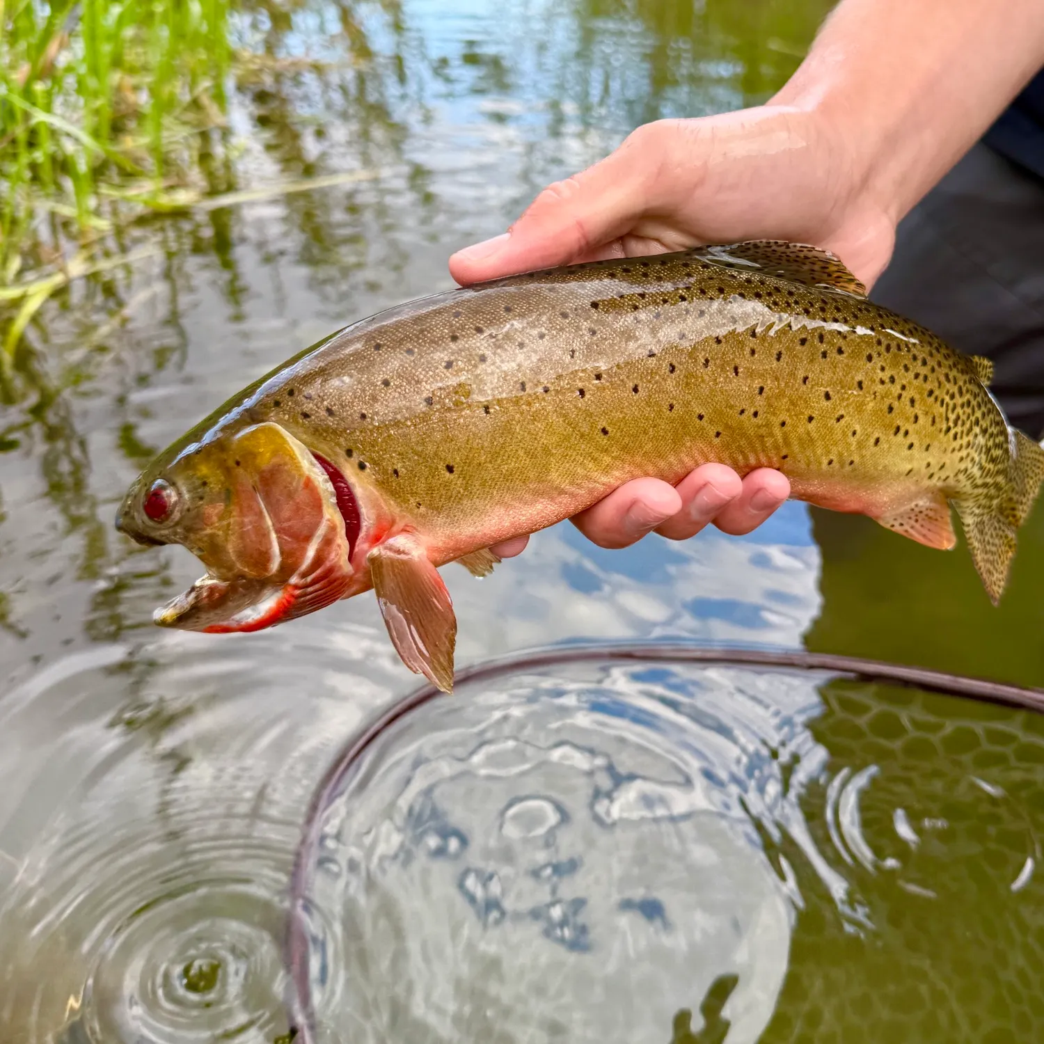 The most recent Colorado river cutthroat trout catches on Fishbrain