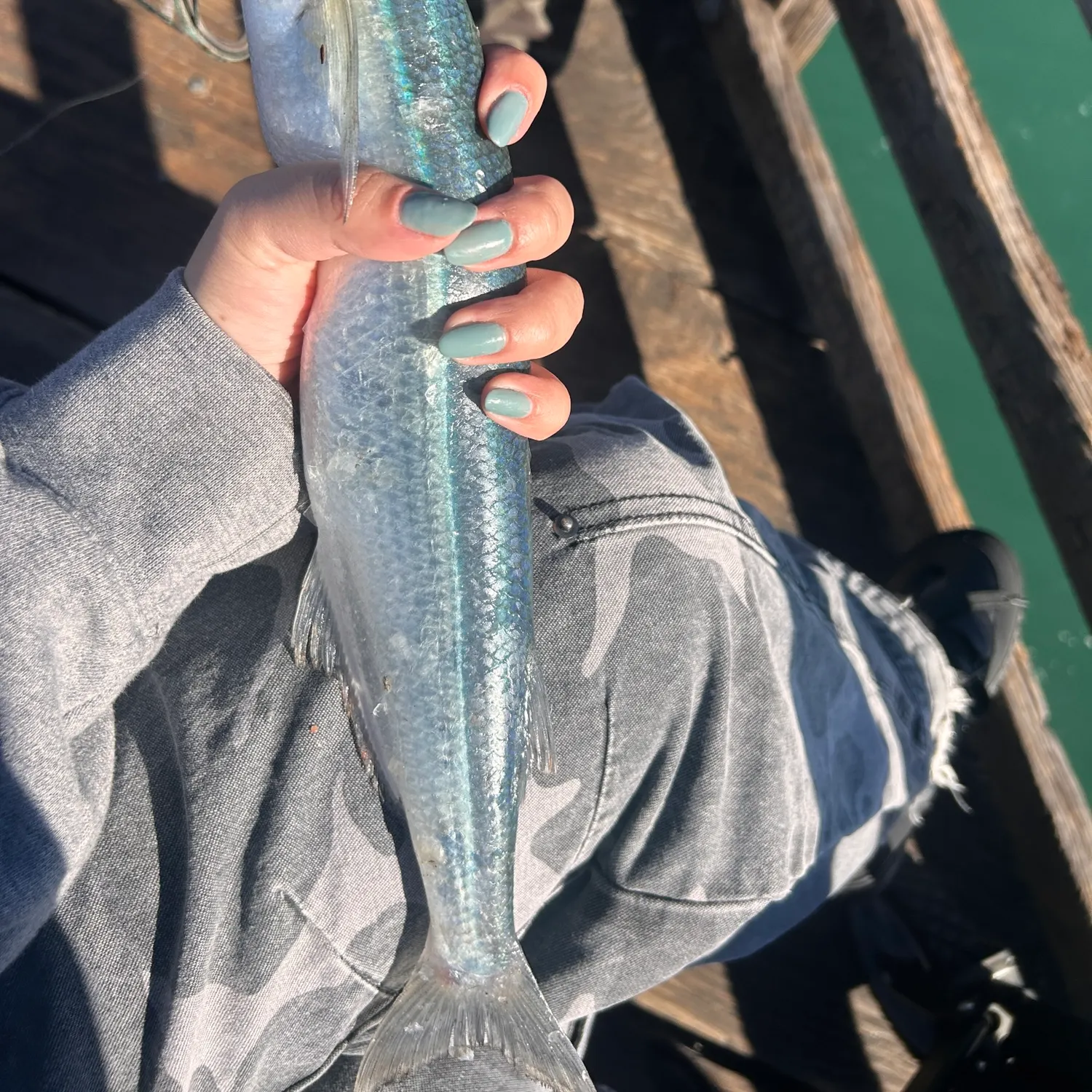 The most recent Surf smelt catches on Fishbrain