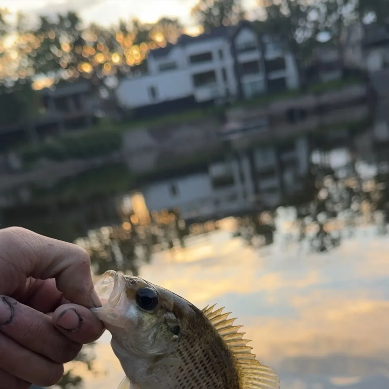 Rock bass caught on Fishbrain