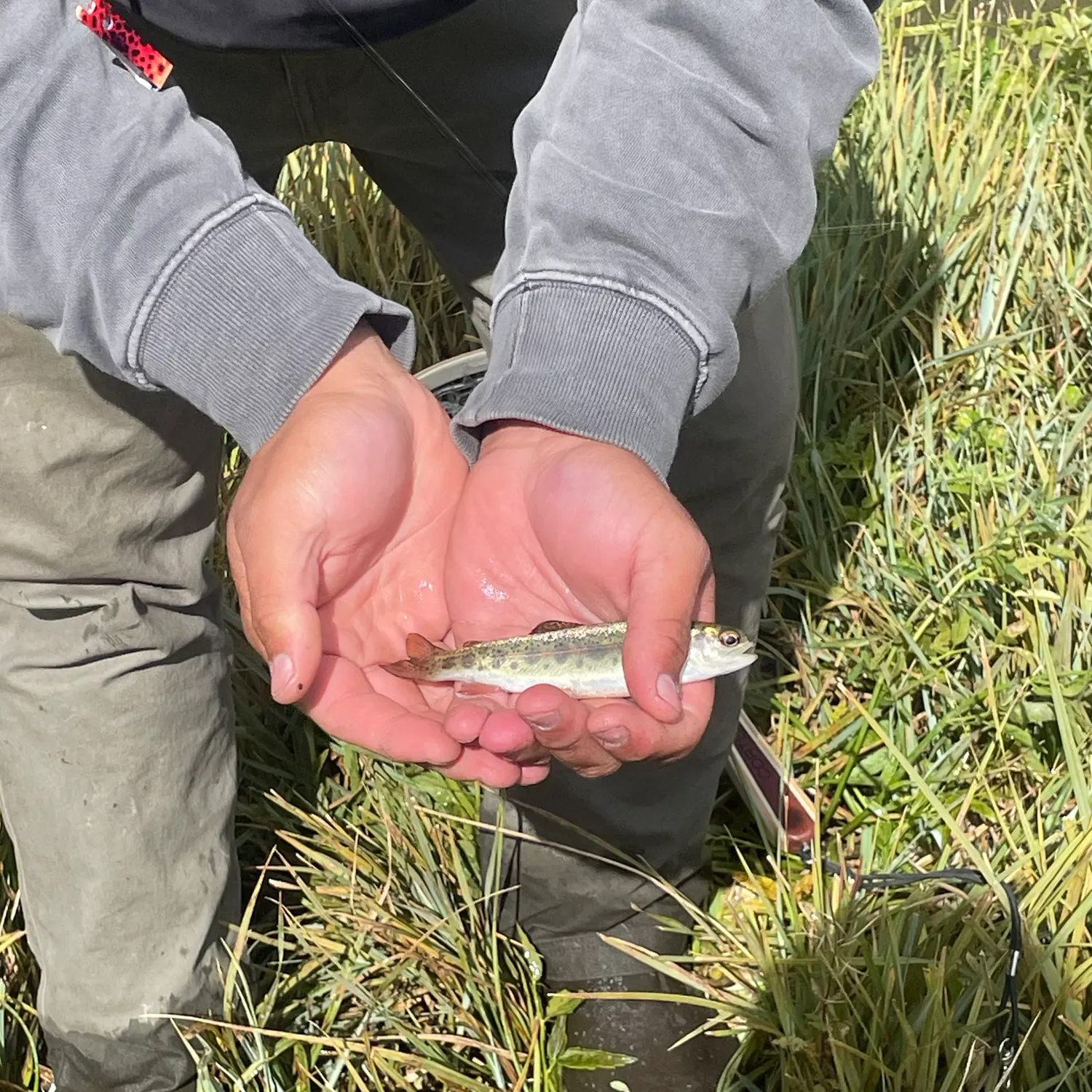 Rainbow trout caught on Fishbrain