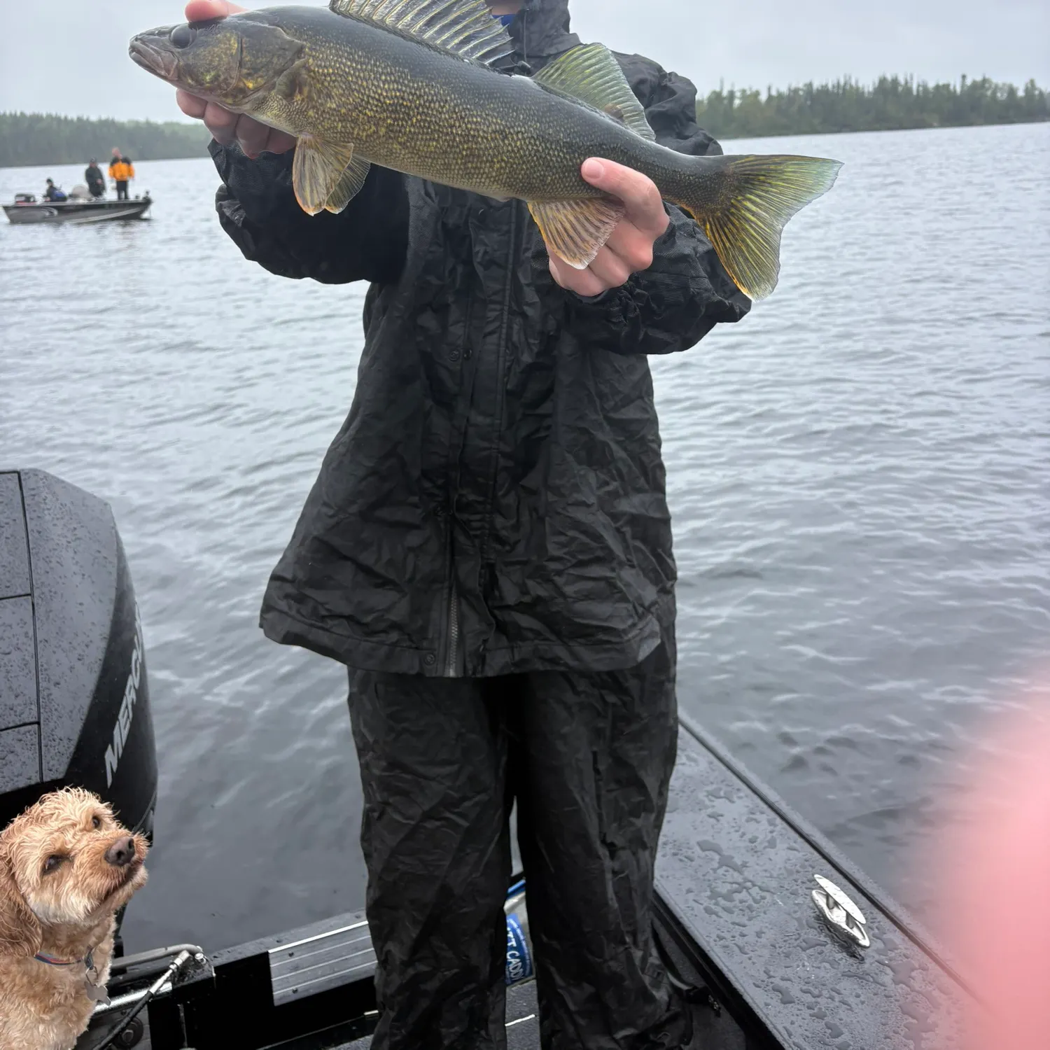 Walleye caught on Fishbrain
